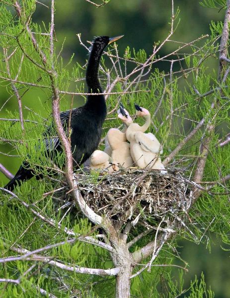 USA, Florida Anhinga parent and chicks in nest